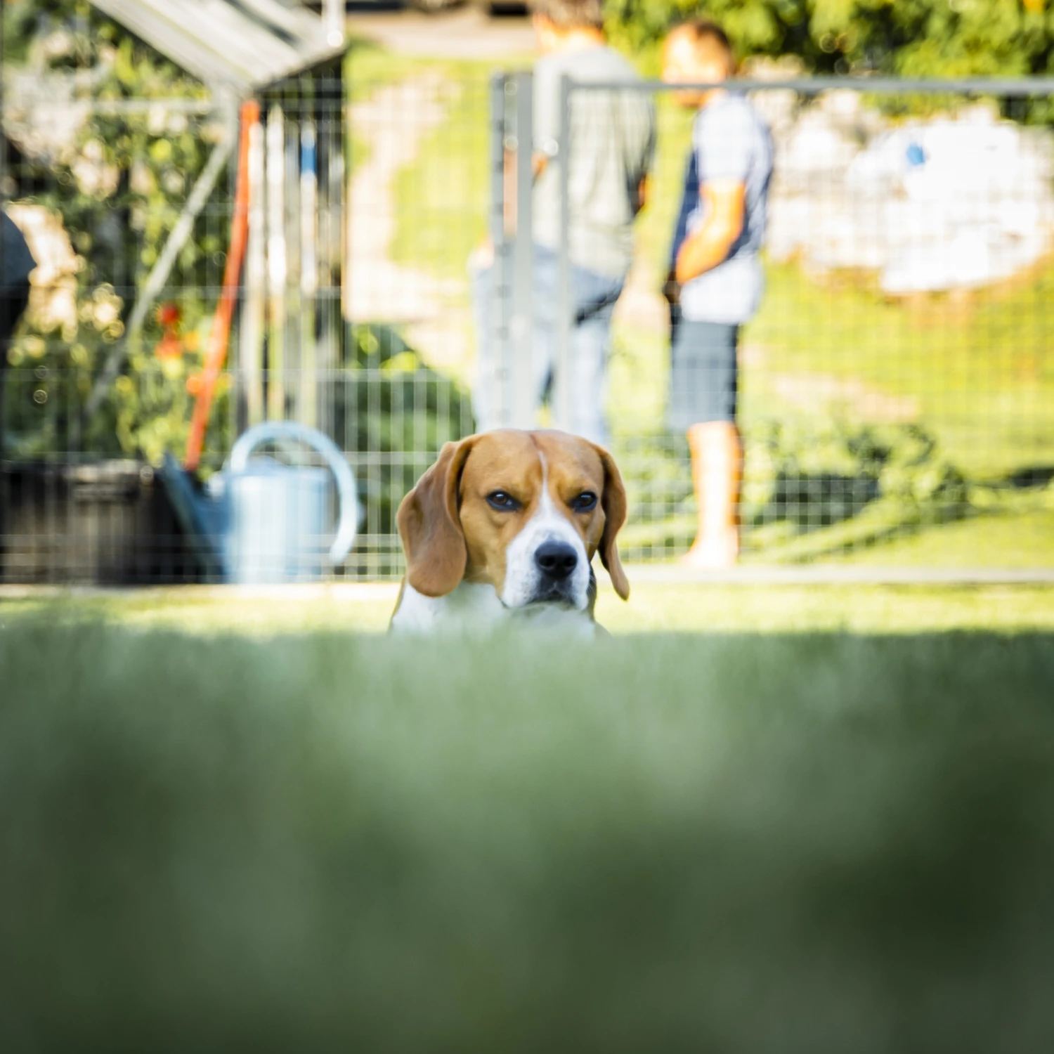 Comploteur des Herbes